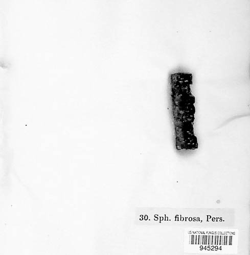 Diaporthe fibrosa image
